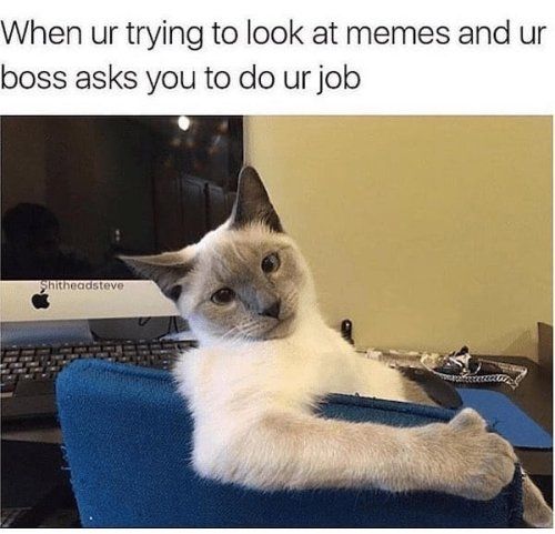 When ur trying to look at memes and ur boss asks you to do ur job