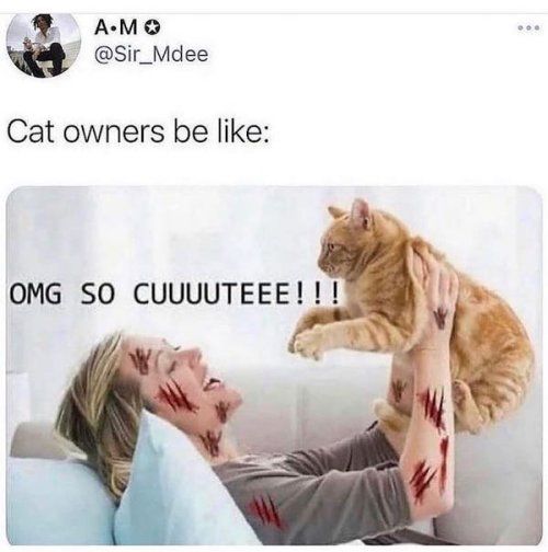 AMo Sir_Mdee Cat owners be like OMG SO CUUUUTEEE