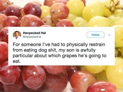 Henpecked Hal Henpeckedhial For someone Ive had to physically restrain from eating dog shit my son is awfully particular about which grapes hes going to eat