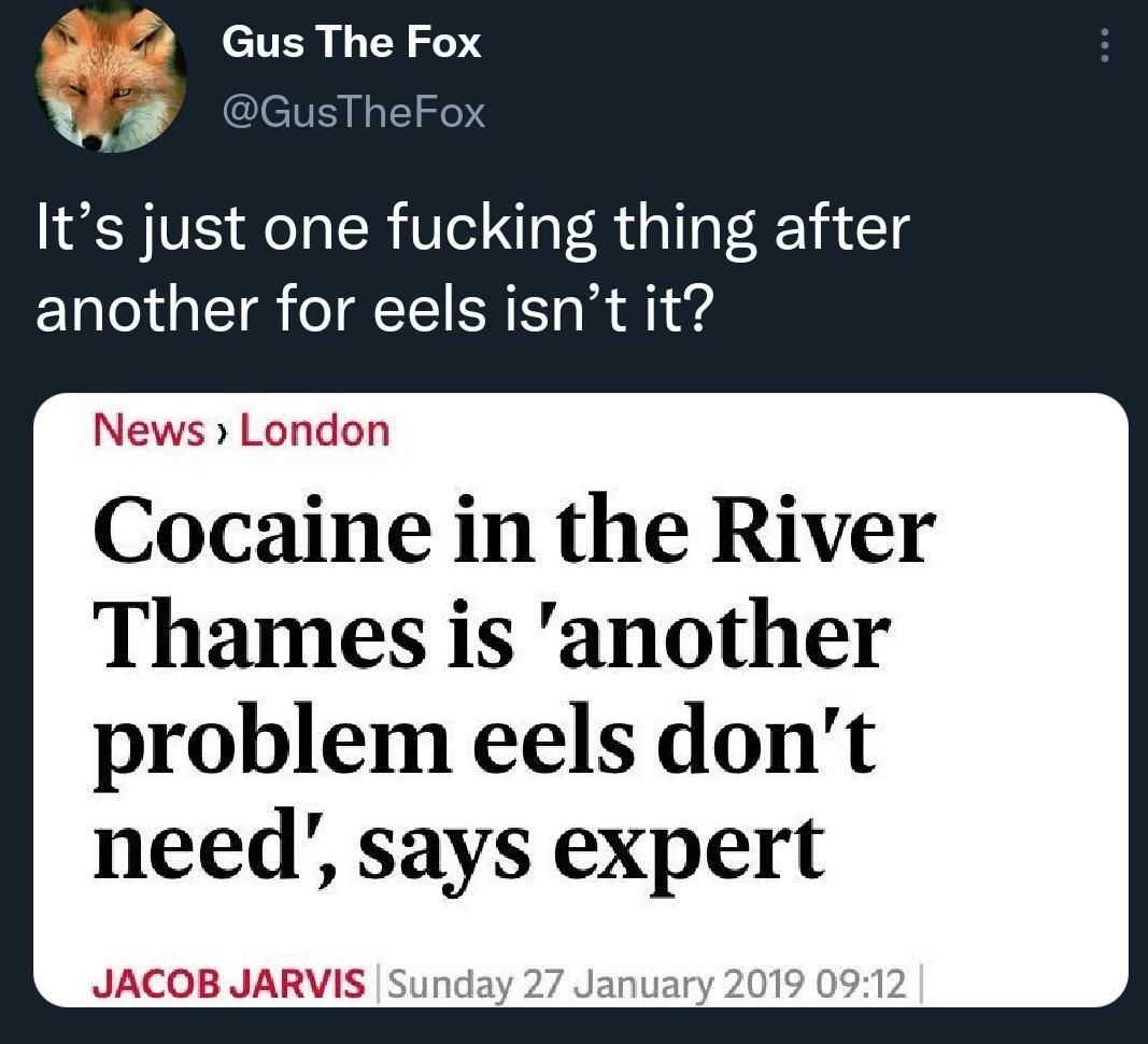 Gus The Fox GusTheFox Its just one fucking thing after another for eels isnt it don News Londor Cocaine in the River Thames is another problem eels dont need says expert