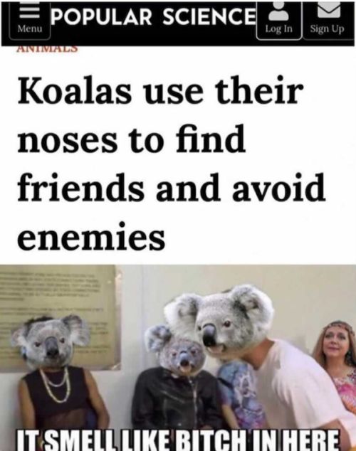 POPULAR SCIENCE S Koalas use their noses to find friends and avoid enemies