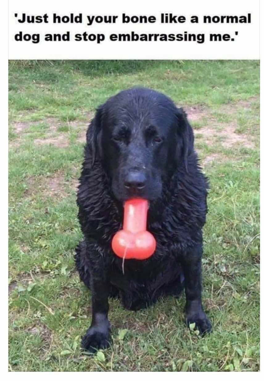 Just hold your bone like a normal dog and stop embarrassing me