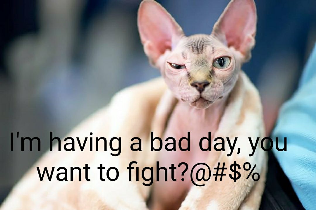 aving a bad day y want to fight