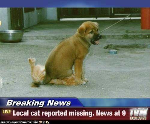 L Incal cat reporled missing News at 9