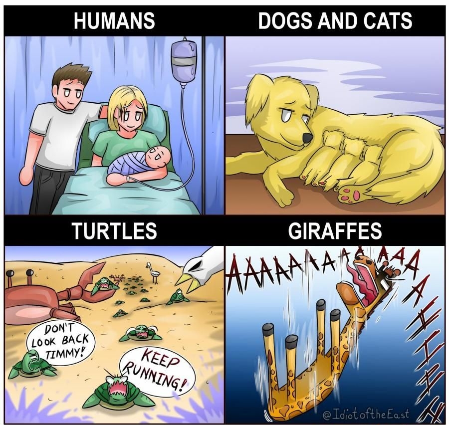 HUMANS DOGS AND CATS