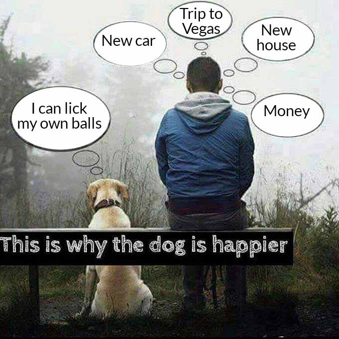 o e Tripto S Vebas New h New car Icanlick i my own balls This is why the dog is happier