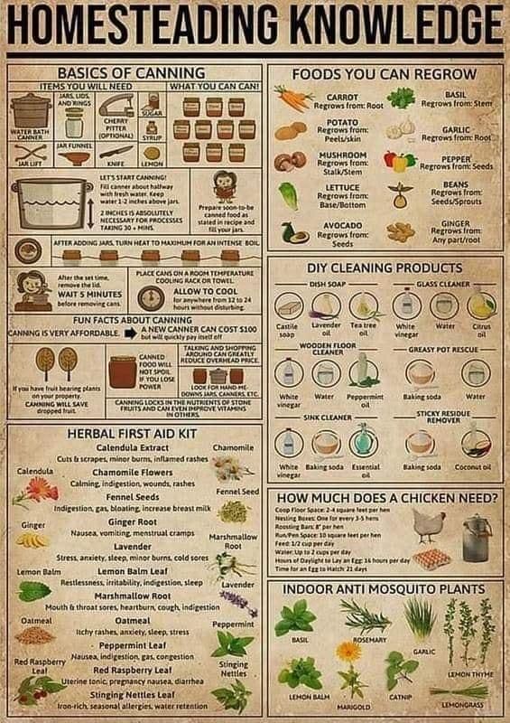 HOMESTEADING KNOWLEDG BASICS OF CANNING T roUwiLHEED AT YOU CAN G AllowTo cooL iy AT S HINUTES FUNFACTS ABGUT CATY G s svene aronanacem AN A ChcosTs100 FOODS YOU CAN REGROW LG et noos TP Nt rom 3 il B0 s 9 N R S DIY CLEANING PRODUCTS F d HERBAL FIRST AID KIT Catendala Exract unanie ot eap e o v lestia Cramomiatiomers S e v s Lavender v sty e s b cod s 5 Leron galm Leat Nestcsen sy e ey Marshmallow