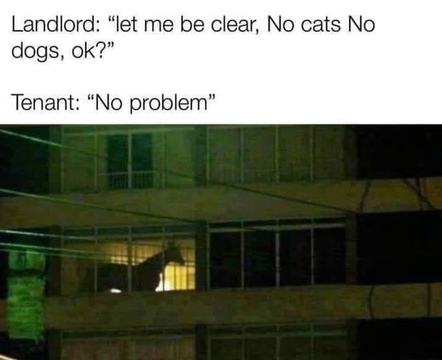 Landlord let me be clear No cats No dogs ok Tenant No problem