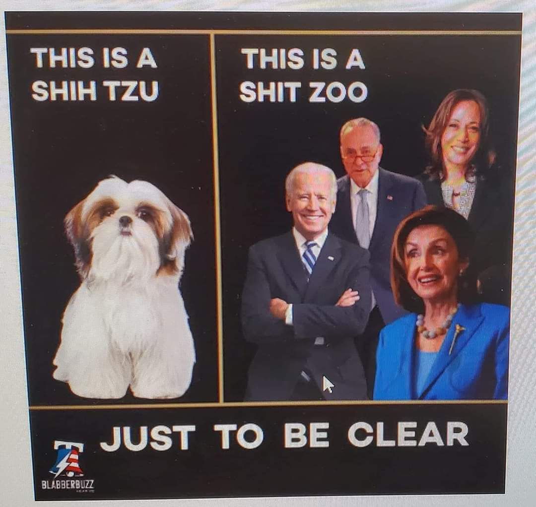 THISIS A THISIS A SHIH TZU SHIT ZOO i A o i N BLABRERBUZZ