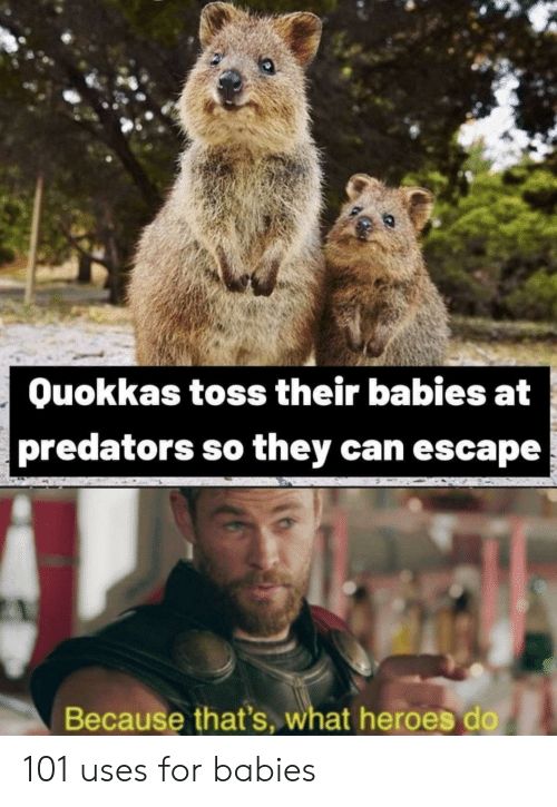 Ouokkas toss their bables E predators so they can escape 101 uses for babies