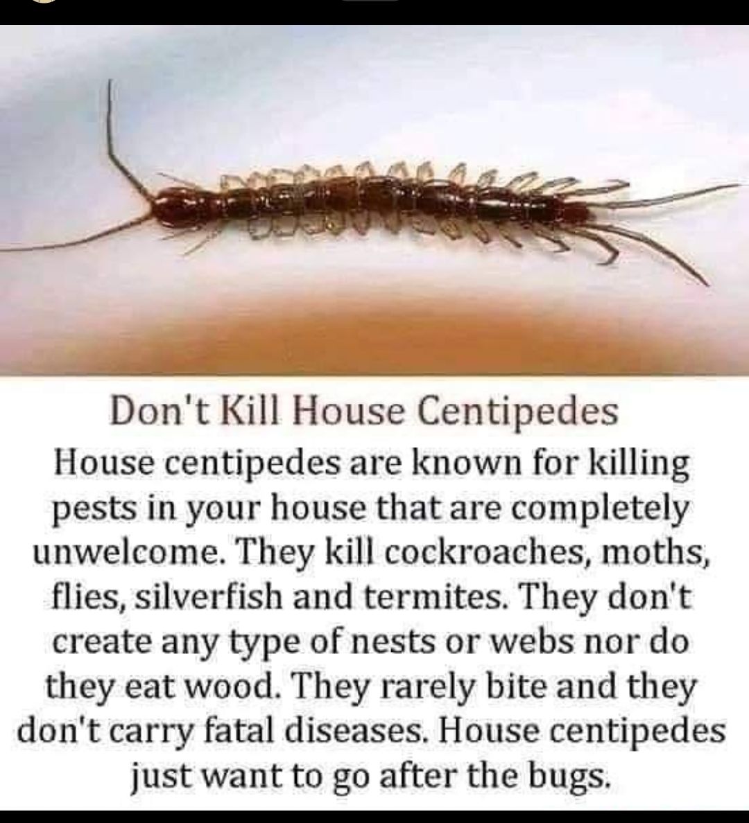 Dont Kill House Centipedes House centipedes are known for killing pests in your house that are completely unwelcome They kill cockroaches moths flies silverfish and termites They dont create any type of nests or webs nor do they eat wood They rarely bite and they dont carry fatal diseases House centipedes just want to go after the bugs