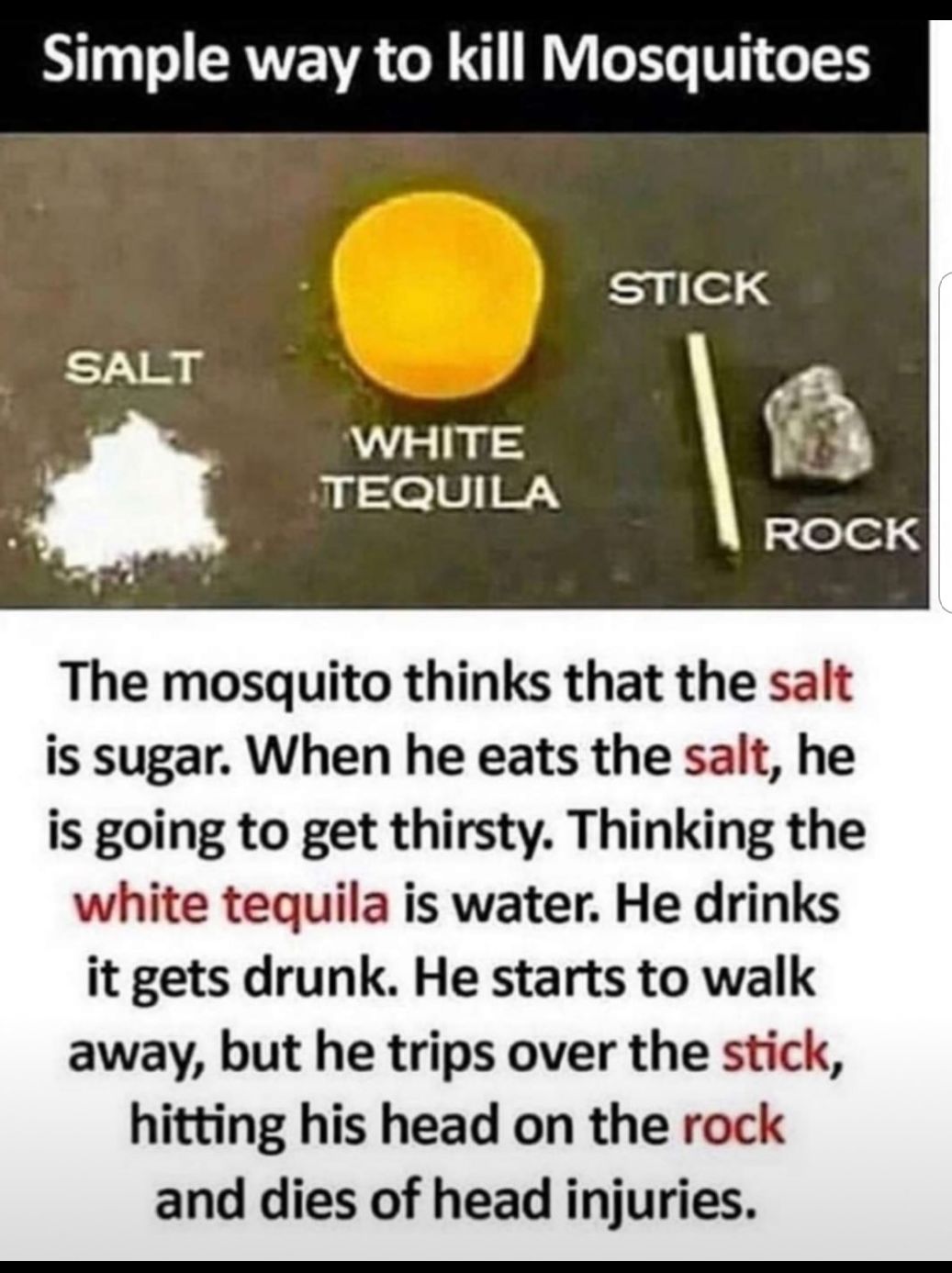 Simple way to kill Mosquitoes WHITE TEQUILA The mosquito thinks that the salt is sugar When he eats the salt he is going to get thirsty Thinking the white tequila is water He drinks it gets drunk He starts to walk away but he trips over the stick hitting his head on the rock and dies of head injuries