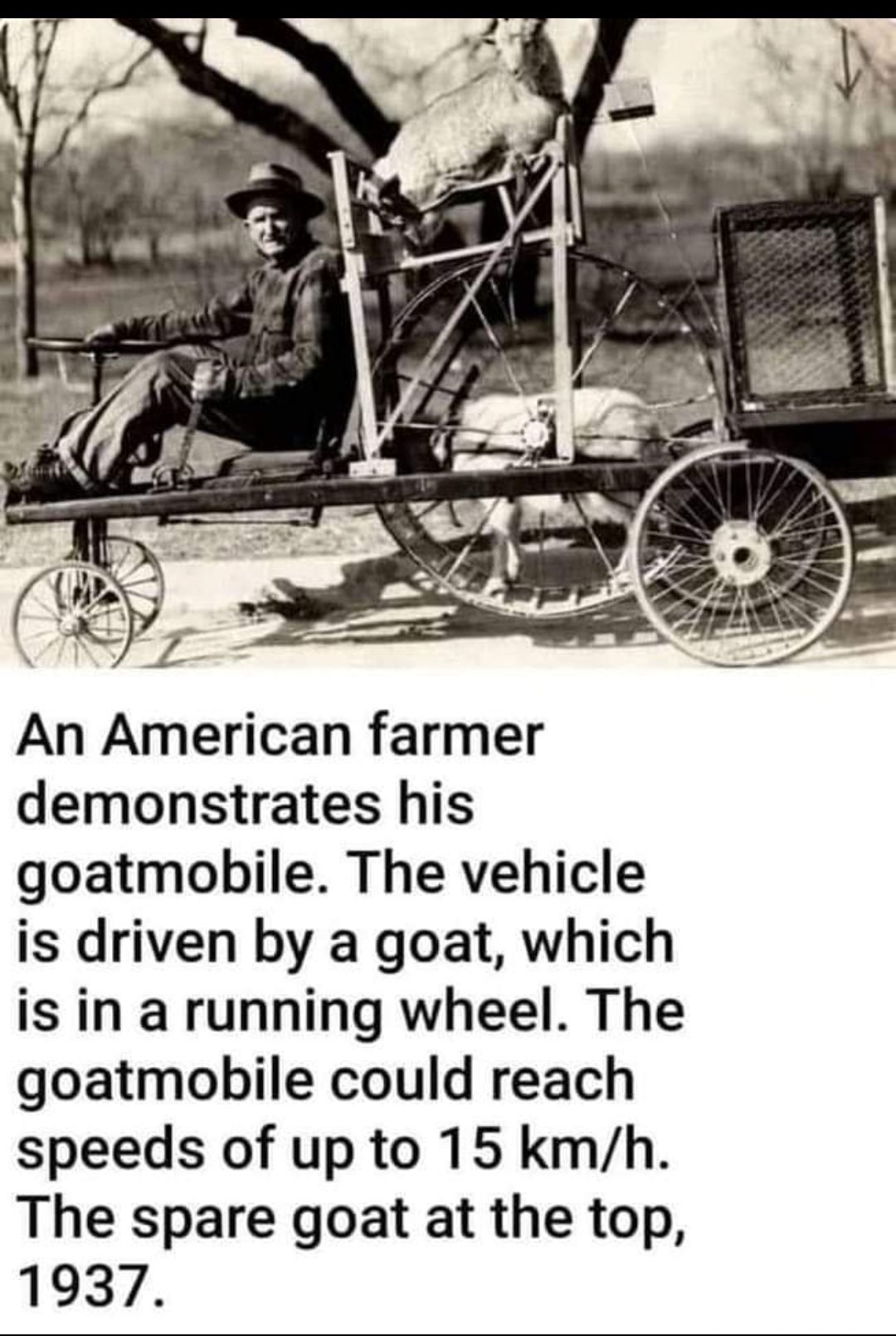 An American farmer demonstrates his goatmobile The vehicle is driven by a goat which is in a running wheel The goatmobile could reach speeds of up to 15 kmh The spare goat at the top 1937