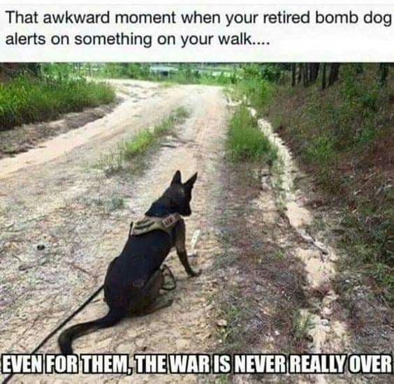 That awkward moment when your retired bomb dog alerts on something on your walk EVENFORTHEMSTHEWARIS HEVEIILBEAIL 143 7 T R T