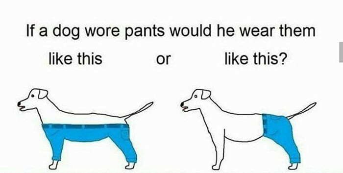 If a dog wore pants would he wear them like this o lkethis