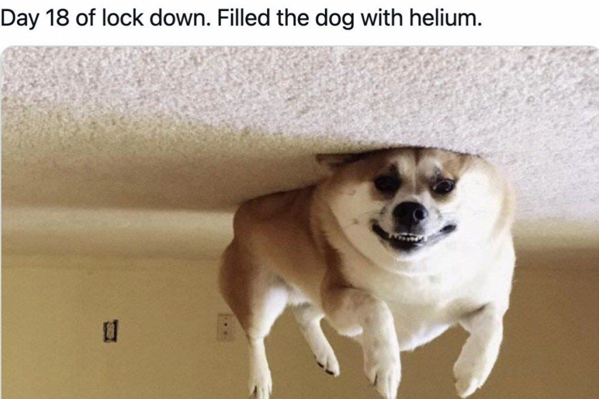 Day 18 of lock down Filled the dog with helium