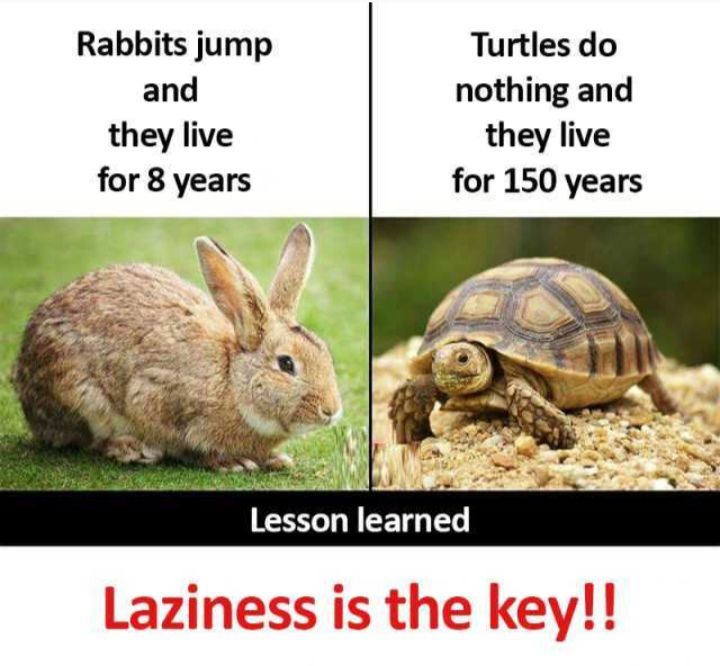 Rabbits jump Turtles do and nothing and they live they live for 8 years for 150 years Lesson learned