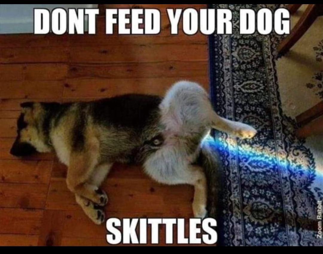 DONT FEED YOUR DOG SKITTLES