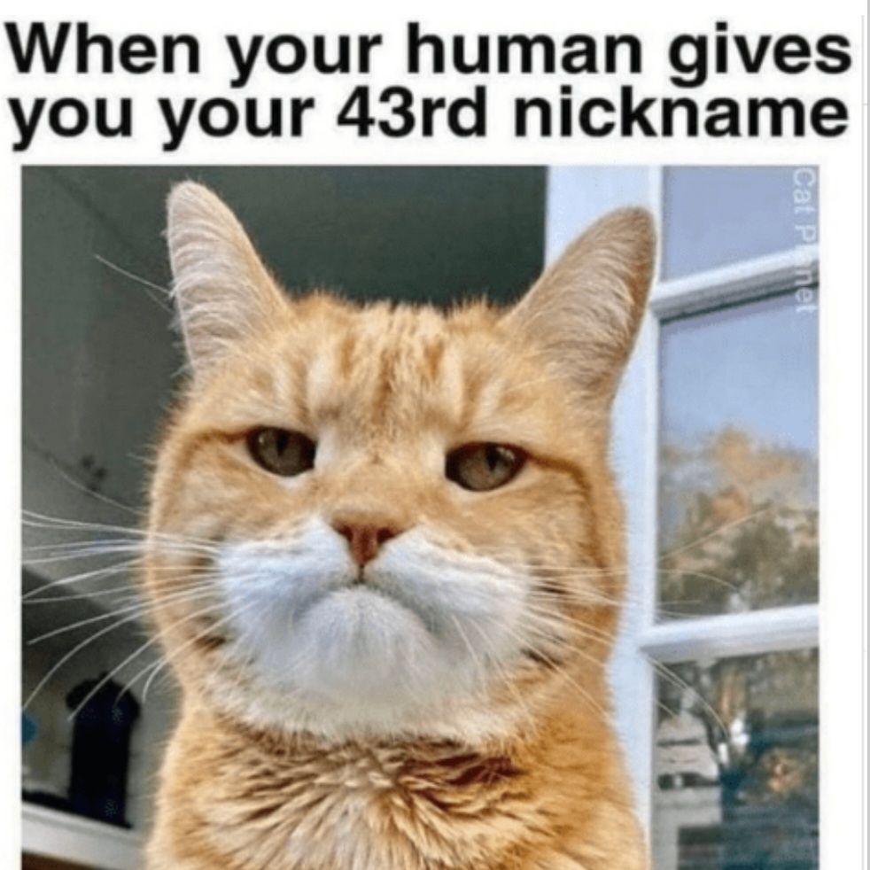 When your human gives you your 43rd nickname