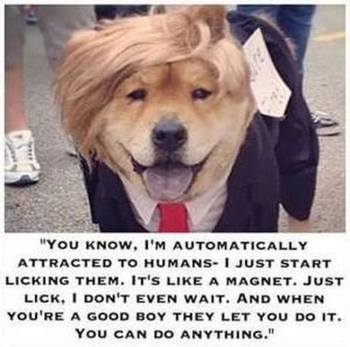 YOU KNOW, I'M AUTOMATICALLY ATTRACTED TO HUMANS- I JUST START LICKING THEM. IT'S LIKE A MAGNET. JUST LICK, I DON'T EVEN WAIT. AND WHEN YOU'RE A GOOD BOY THEY LET YOU DO IT. YOU CAN DO ANYTHING.