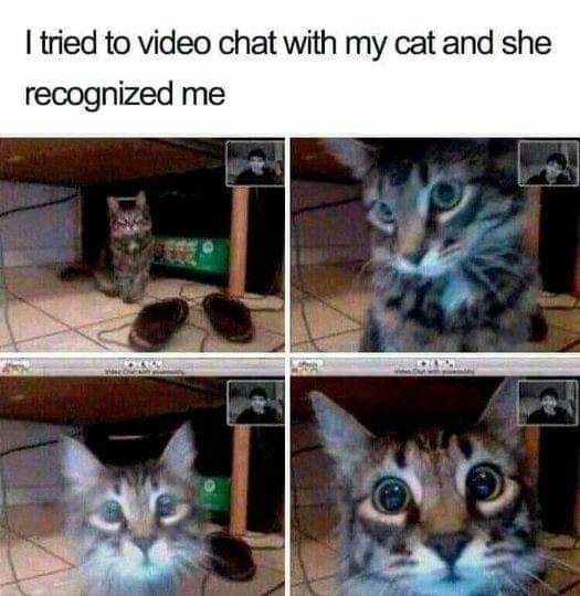 tried to video chat with my cat and she recognized me