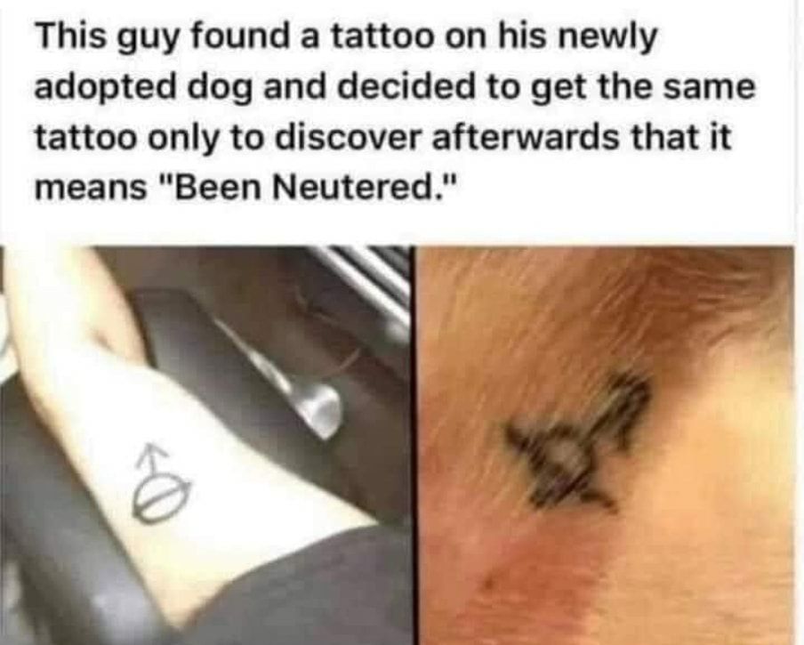 This guy found a tattoo on his newly adopted dog and decided to get the same tattoo only to discover afterwards that it means Been Neutered