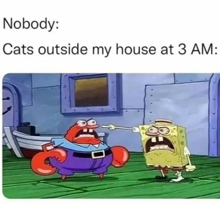Nobody Cats outside my house at 3 AM