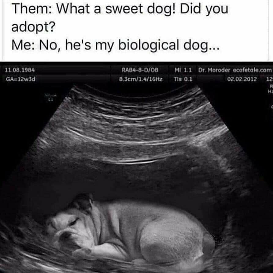 Them What a sweet dog Did you adopt Me No hes my biological dog