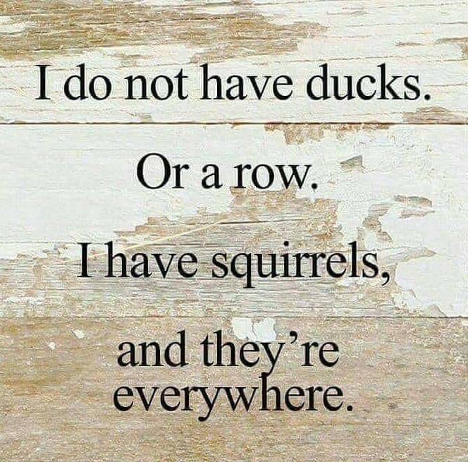 Ido not hve ducksi Or a row I haVsEluiITels and theyre everywhere