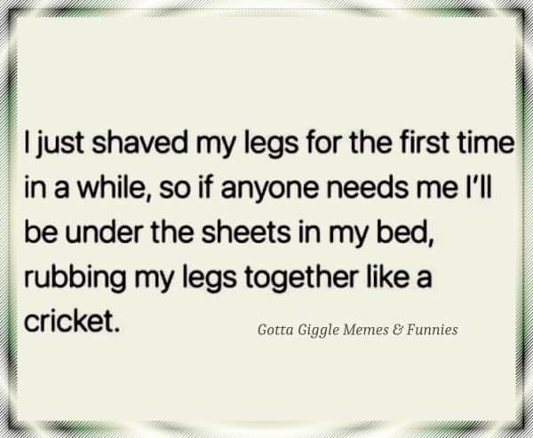 Y i just shaved my legs for the first time in a while so if anyone needs me Ill be under the sheets in my bed rubbing my legs together like a cricket Gotta Gggle Memes Funnies Rl el