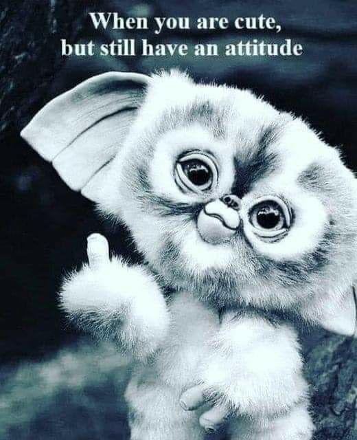 When you are cute but still have an attitude