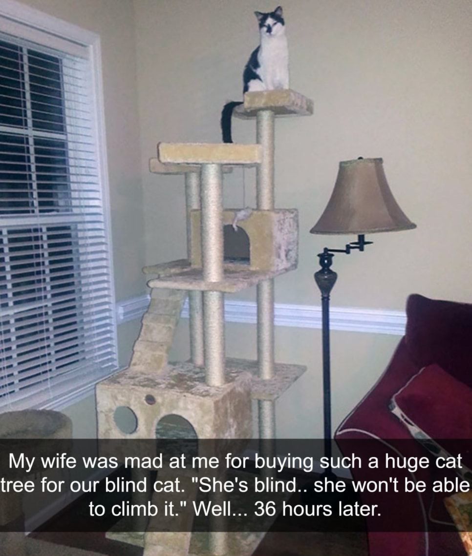 B 5 AR WAV CAVEER T RE R T Te RV T Rl Ve Y e 4 ree for our blind cat Shes blind she wont be able to climb it Well 36 hours later