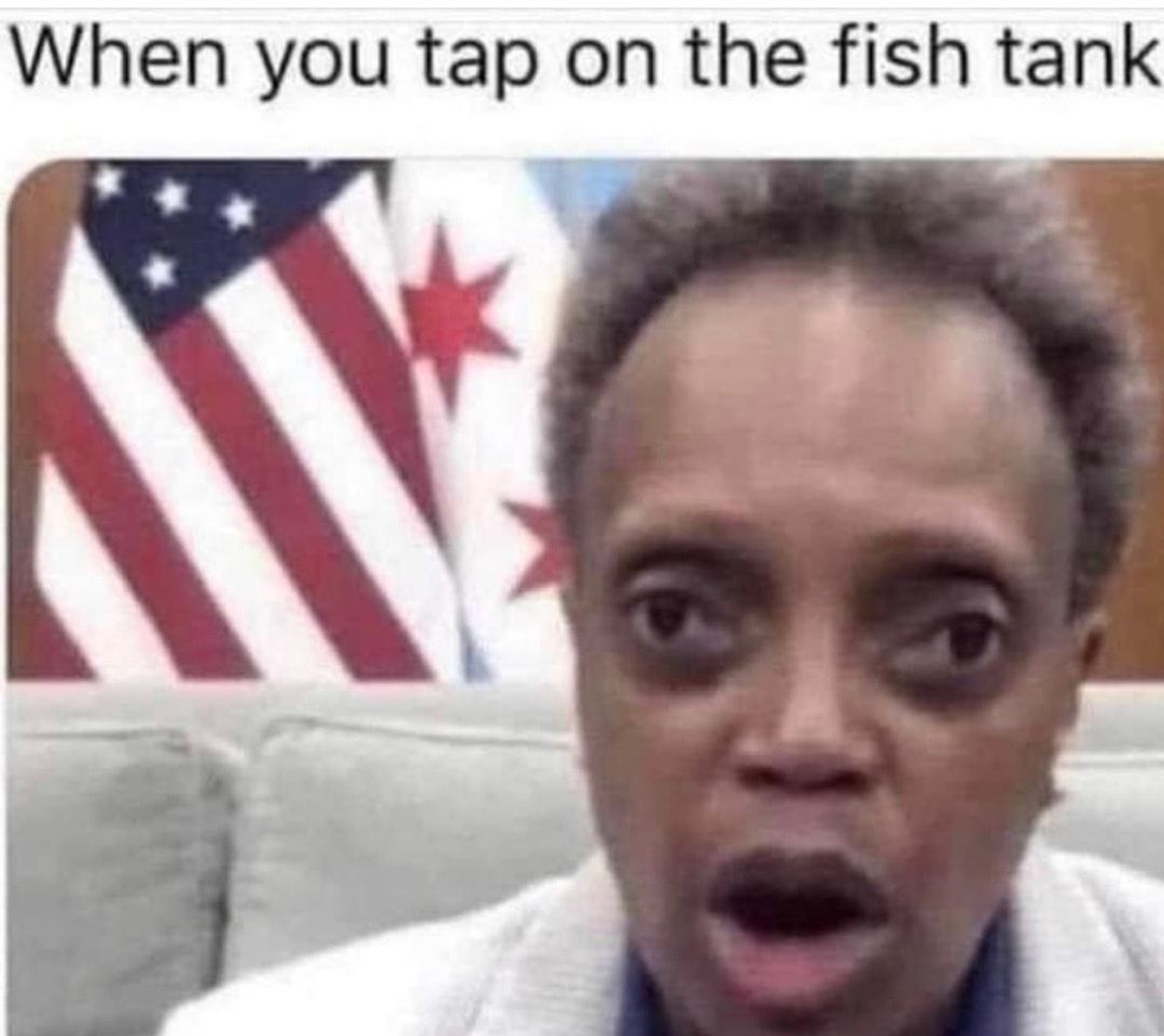 When you tap on the fish tank