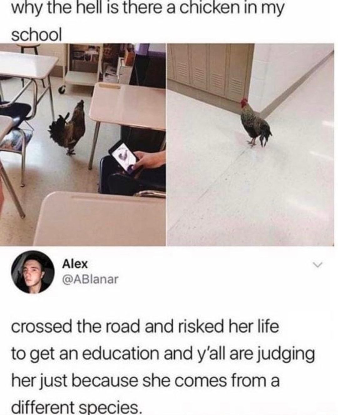 why the hell Is there a chicken In my ABlanar crossed the road and risked her life to get an education and yall are judging her just because she comes from a different species