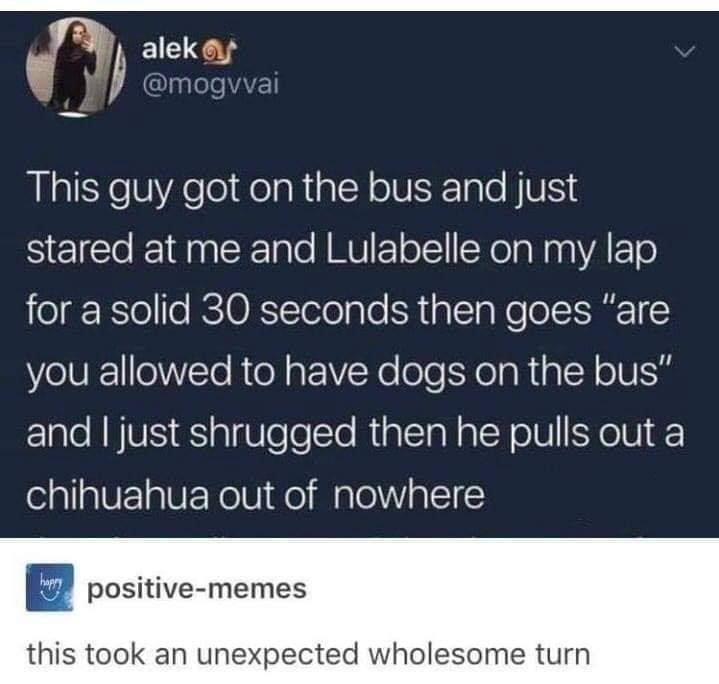 This guy got on the bus and just stared at me and Lulabelle on my lap el Ilelo RCTORTololalo R g1 pWe ol Y you allowed to have dogs on the bus and just shrugged then he pulls out a chihuahua out of nowhere B2 positive memes this took an unexpected wholesome turn