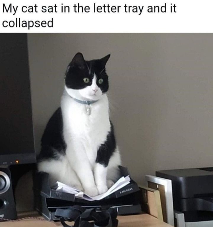 My cat sat in the letter tray and it collapsed