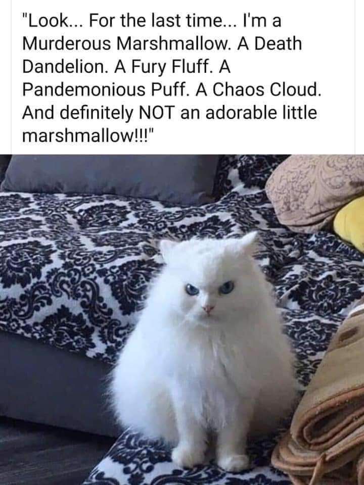 Look For the last time m a Murderous Marshmallow A Death Dandelion A Fury Fluff A Pandemonious Puff A Chaos Cloud And definitely NOT an adorable little marshmallow