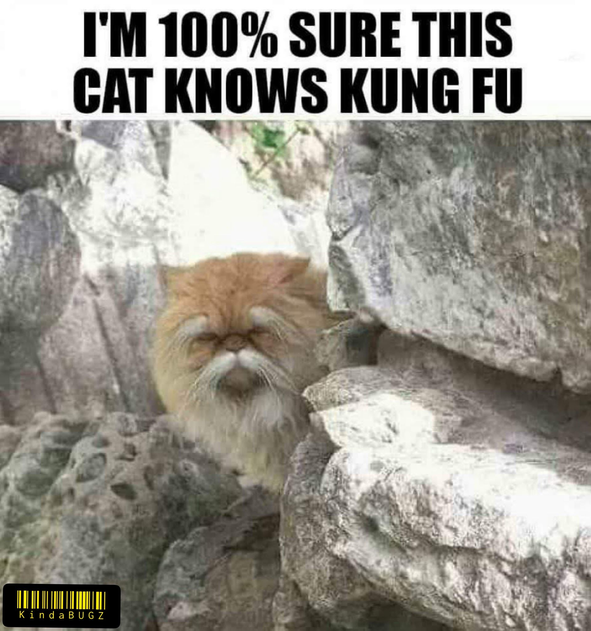 IM 100 SURE THIS CAT KNOWS KUNG FU
