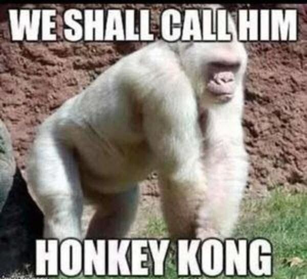 WESHALL CAILHIM HONKEYKONG