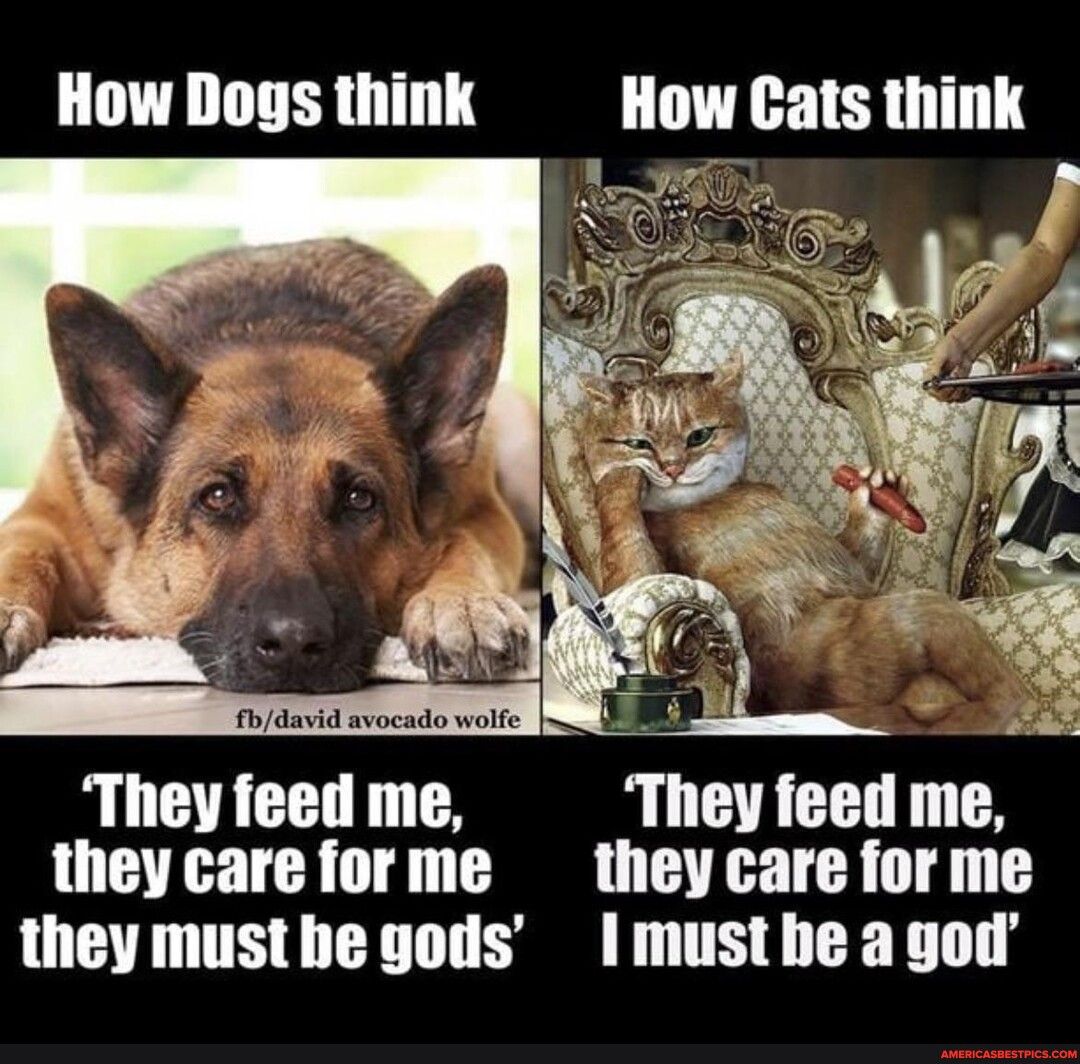 How Dogs think How Cats think J i They feed me They feed me theycare forme they care for me they must be gods must be a got