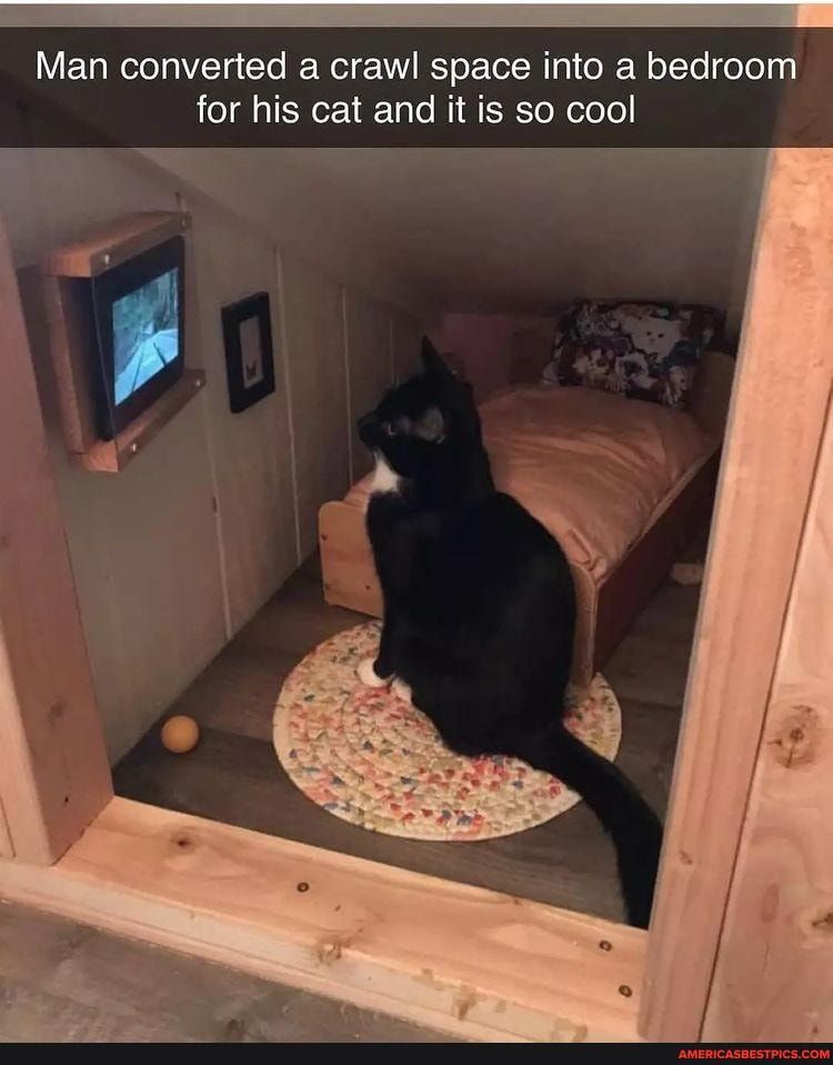 Man converted a crawl space into a bedroom for his cat and it is so cool