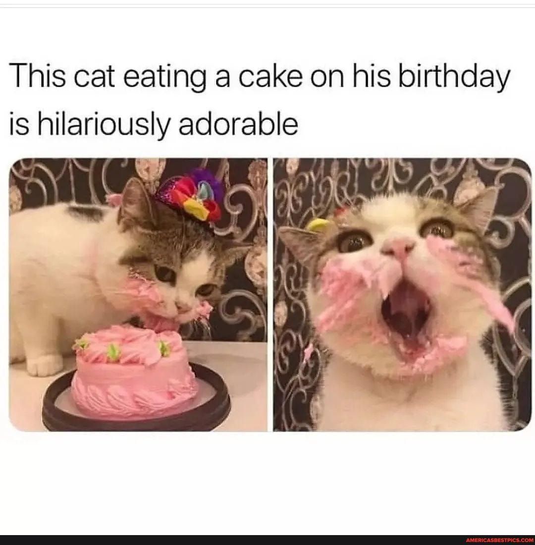 This cat eating a cake on his birthday is hilariously adorable