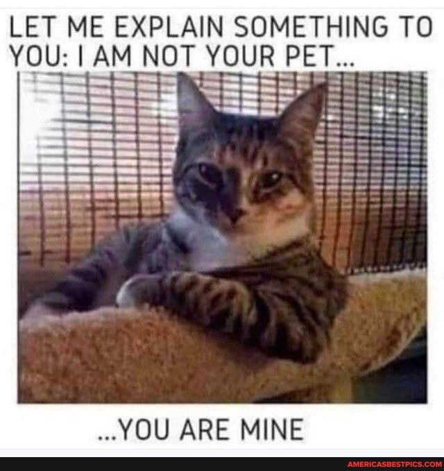 LET ME EXPLAIN SOMETHING TO YOU AM NOT YOUR PET YOU ARE MINE