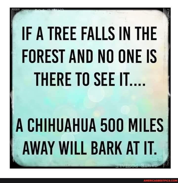 IF A TREE FALLS IN THE FOREST AND NO ONE IS THERETO SEEIT A CHIHUAHUA 500 MILES AWAY WILL BARK AT IT