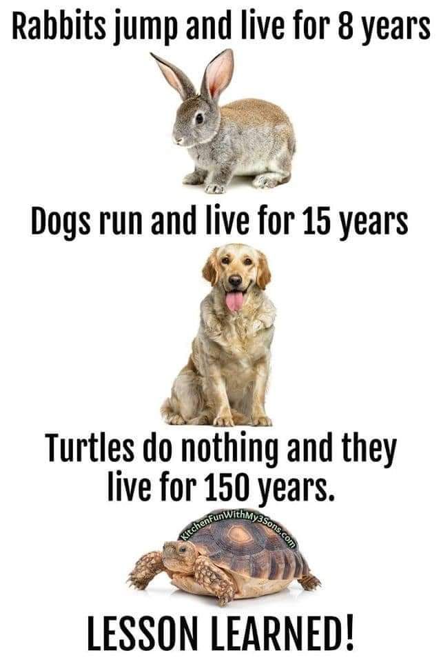 Rabbits jump and live for 8 years e Dogs run and live for 15 years Turtles do nothing and they live for 150 years A LESSON LEARNED