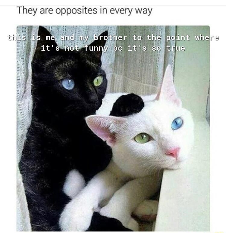 They are opposites in every way