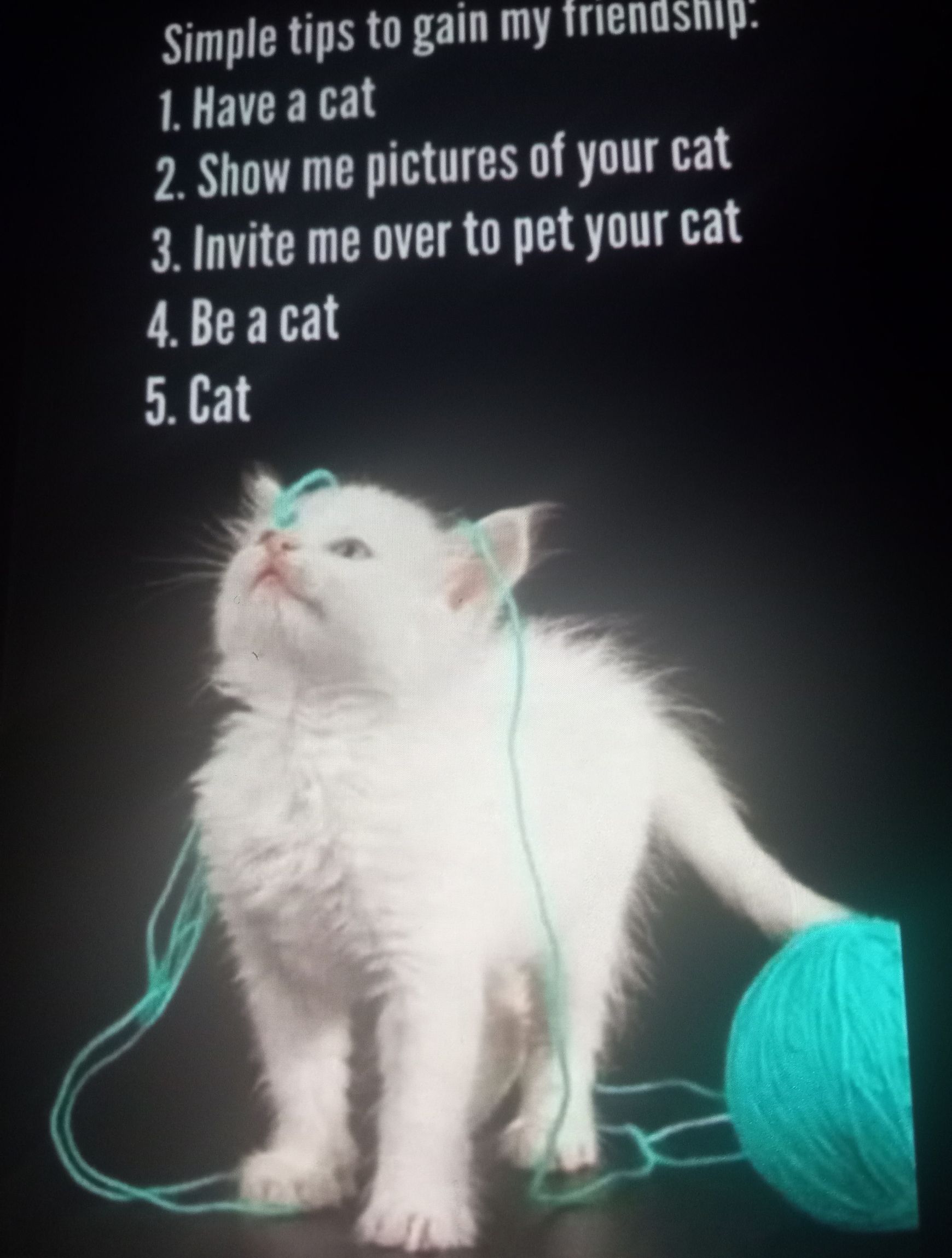 simple tips to gain my Irenasiig 1 Have a cat 2 Show me pictures of your cat 3 Invite me over to pet your cat 4Beacat 5 Cat