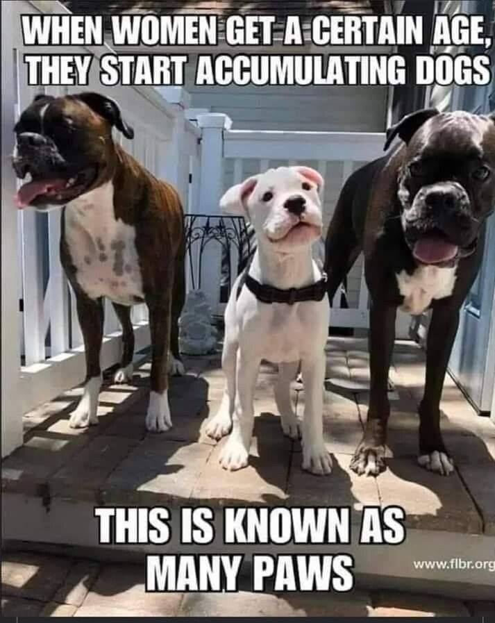 WHEN WlMEN li A GEIITAIII AEE THEYSTART ACCUMULATING Illllis THIS IS KNOWN Asm g lMlINY PAWS