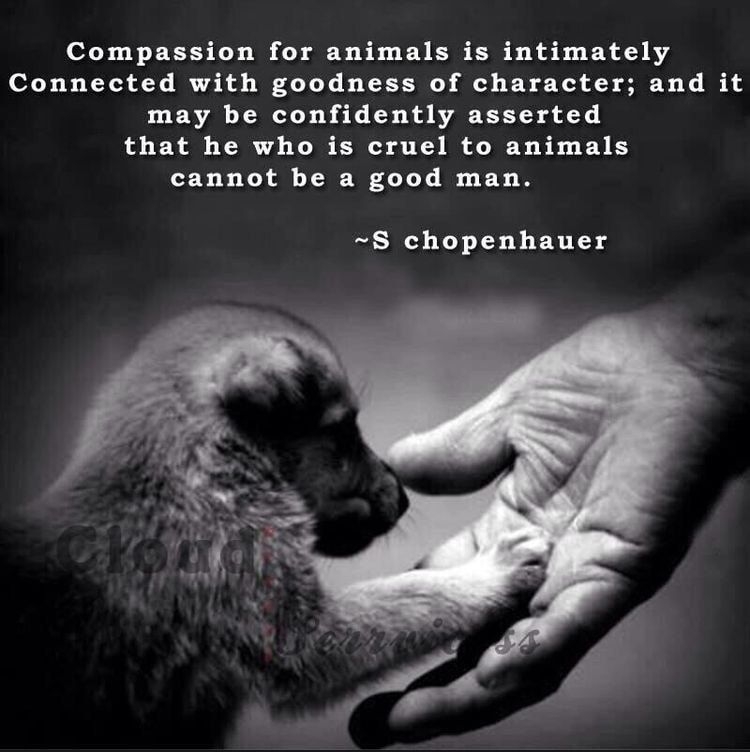 Compassion for animals is intimately Connected with goodness of character and it may be confidently asserted that he who is cruel to animals cannot be a good man S chopenhauer