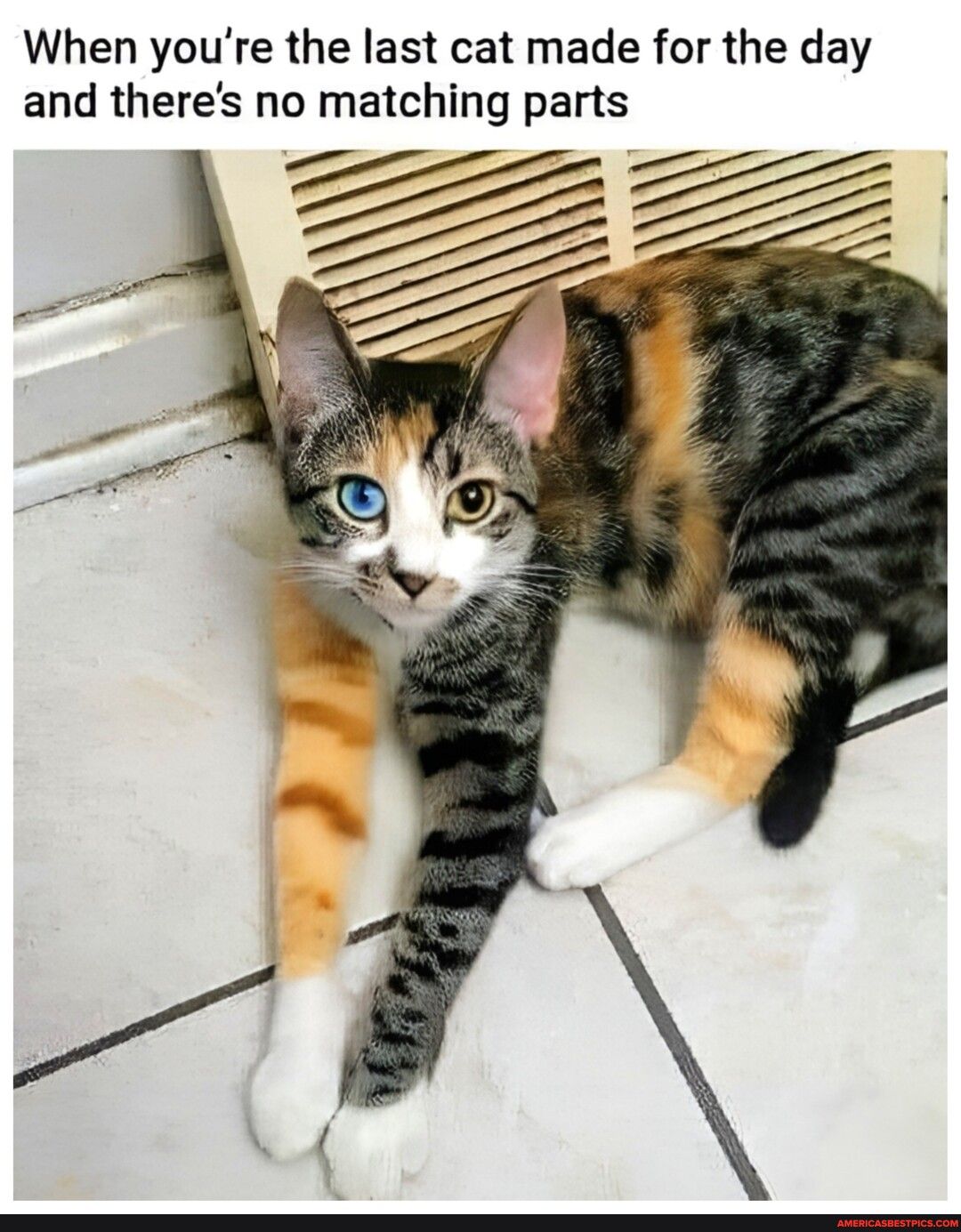 When youre the last cat made for the day and theres no matching parts